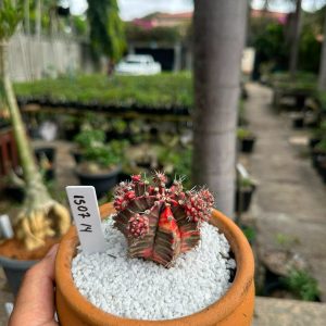 1507 14 Cacto GYMNOCALYCIUM VARIEGATA