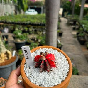 1507 13 Cacto GYMNOCALYCIUM VARIEGATA