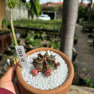 1507 12 Cacto GYMNOCALYCIUM VARIEGATA