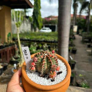 1507 11 Cacto GYMNOCALYCIUM VARIEGATA