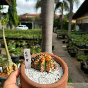 1507 10 Cacto GYMNOCALYCIUM VARIEGATA