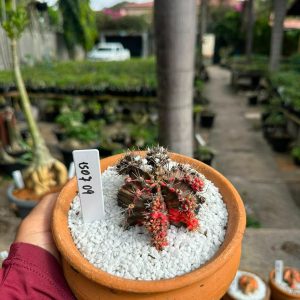 1507 09 Cacto GYMNOCALYCIUM VARIEGATA