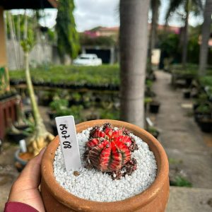 1507 08 Cacto GYMNOCALYCIUM VARIEGATA
