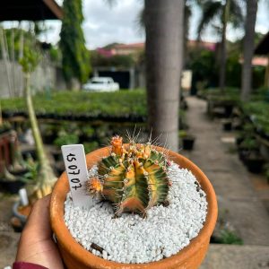1507 07 Cacto GYMNOCALYCIUM VARIEGATA
