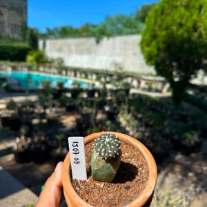 1507 53 Cacto Astrophytum Astérias Áurea Kiko