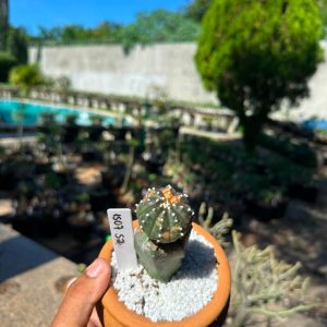 1507 52 Cacto Astrophytum Astérias variegata