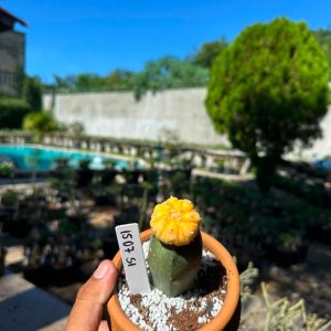 1507 51 Cacto Astrophytum Astérias Áurea