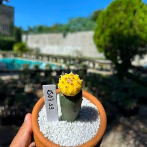 1507 53 Cacto Astrophytum Astérias Kiko