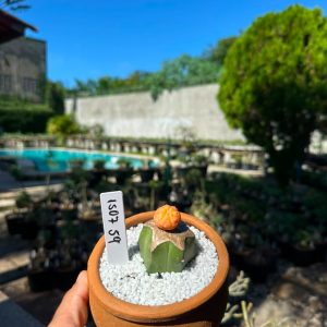 1507 59 Cacto Astrophytum Astérias Áurea