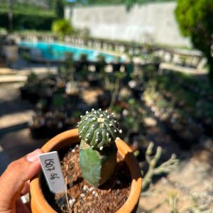 1507 56 Cacto Astrophytum Astérias kiko