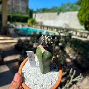 1507 57 Cacto Astrophytum Astérias Black
