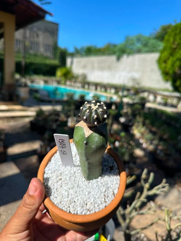 Cacto Astrophytum Astérias Black