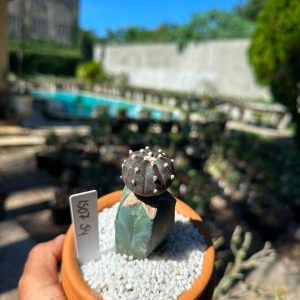 1507 54 Cacto Astrophytum Astérias Black
