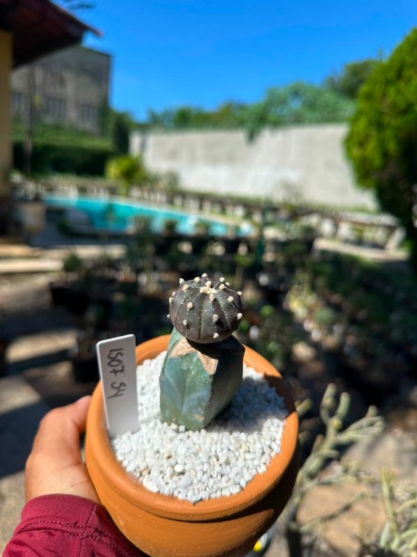 Cacto Astrophytum Astérias Black