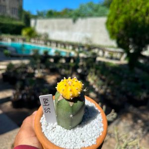 1507 55 Cacto Astrophytum Astérias Áurea