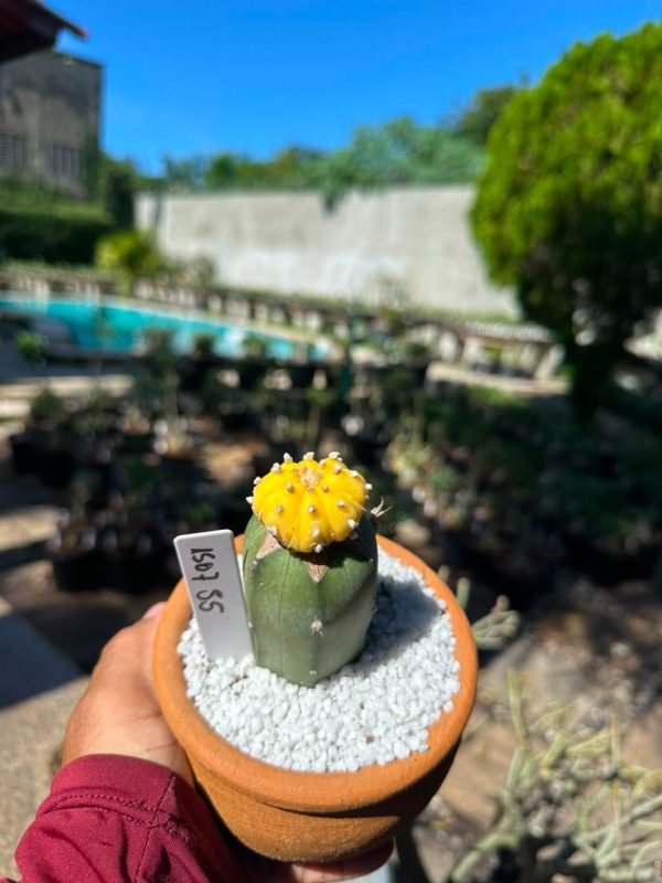 Cacto Astrophytum Astérias Áurea