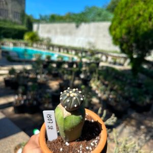 1507 58 Cacto Astrophytum Astérias Black