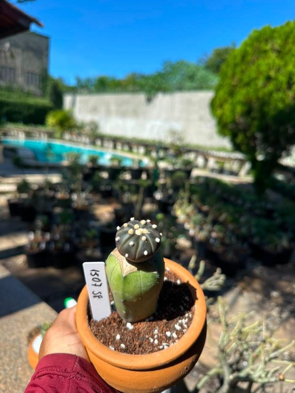 Cacto Astrophytum Astérias Black