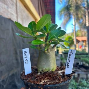 1607 02 Arabicum Tiranossauro F3
