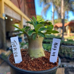 1607 49 Arabicum Torpedo F3