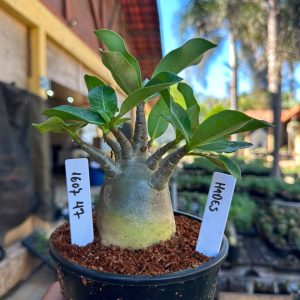 1607 47 Arabicum Hades F3
