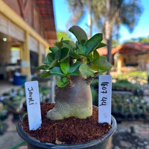 1607 44 Arabicum Javali F3