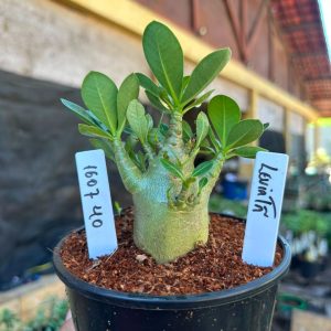 1607 40 Arabicum Leviatã F3