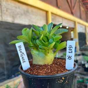 1607 39 Arabicum HighTower F3