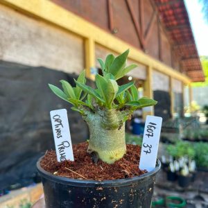 1607 37 Arabicum Optimos Prime F3