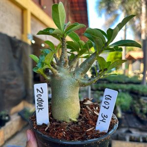 1607 34 Arabicum Zodeok F3