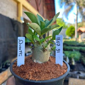 1607 31 Arabicum Queatti F3