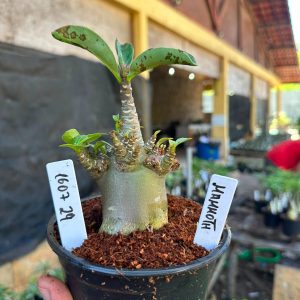 1607 29 Arabicum Mammoth F3