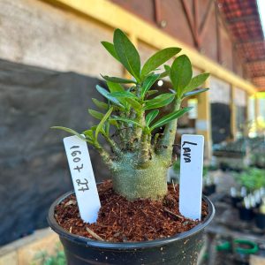 1607 27 Arabicum Lava F3