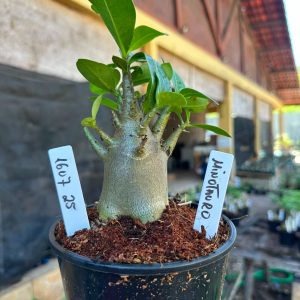 1607 25 Arabicum Minotauro F3
