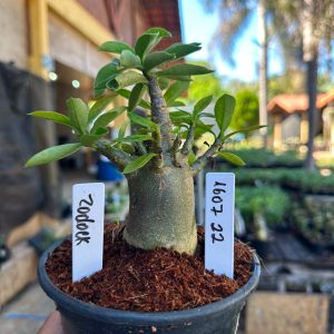 1607 22 Arabicum Zodock F3