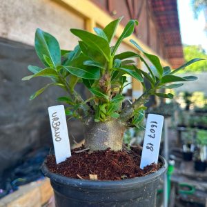 1607 18 Arabicum Urbano F3