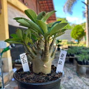 1607 56 Arabicum Brão F3