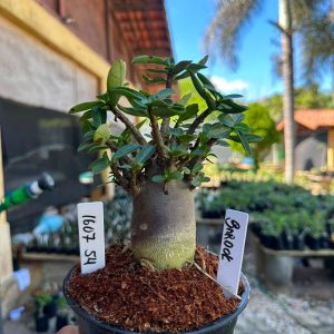 1607 54 Arabicum Sardock F3