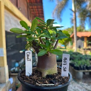 1607 52 Arabicum Groot F3