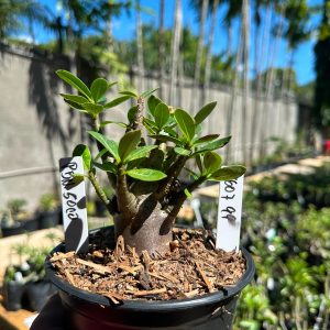 1607 99 Arabicum PBN Soco F3