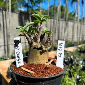 1607 98 Arabicum Black Zombie F3
