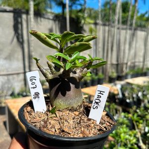 1607 96 Arabicum Hades F3