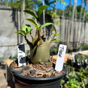 1607 95 Arabicum Tyson F3
