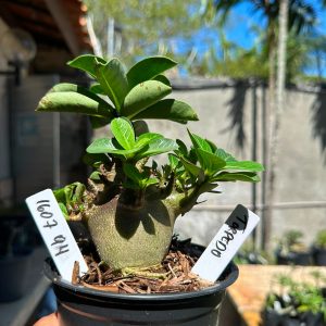 1607 94 Arabicum Torpedo F3