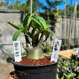 1607 93 Arabicum Tank F3