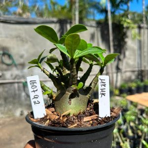 1607 92 Arabicum MkMk F3