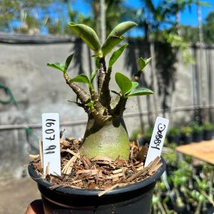 1607 91 Arabicum Dobby F3