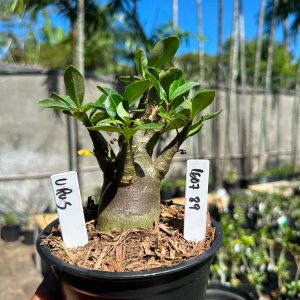 1607 89 Arabicum Urus F3