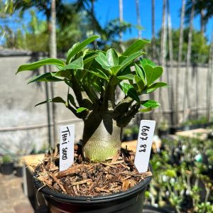 1607 88 Arabicum Thai soco F3