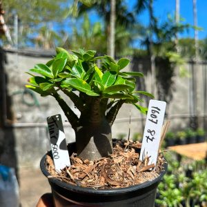 1607 87 Arabicum Thai soco F3